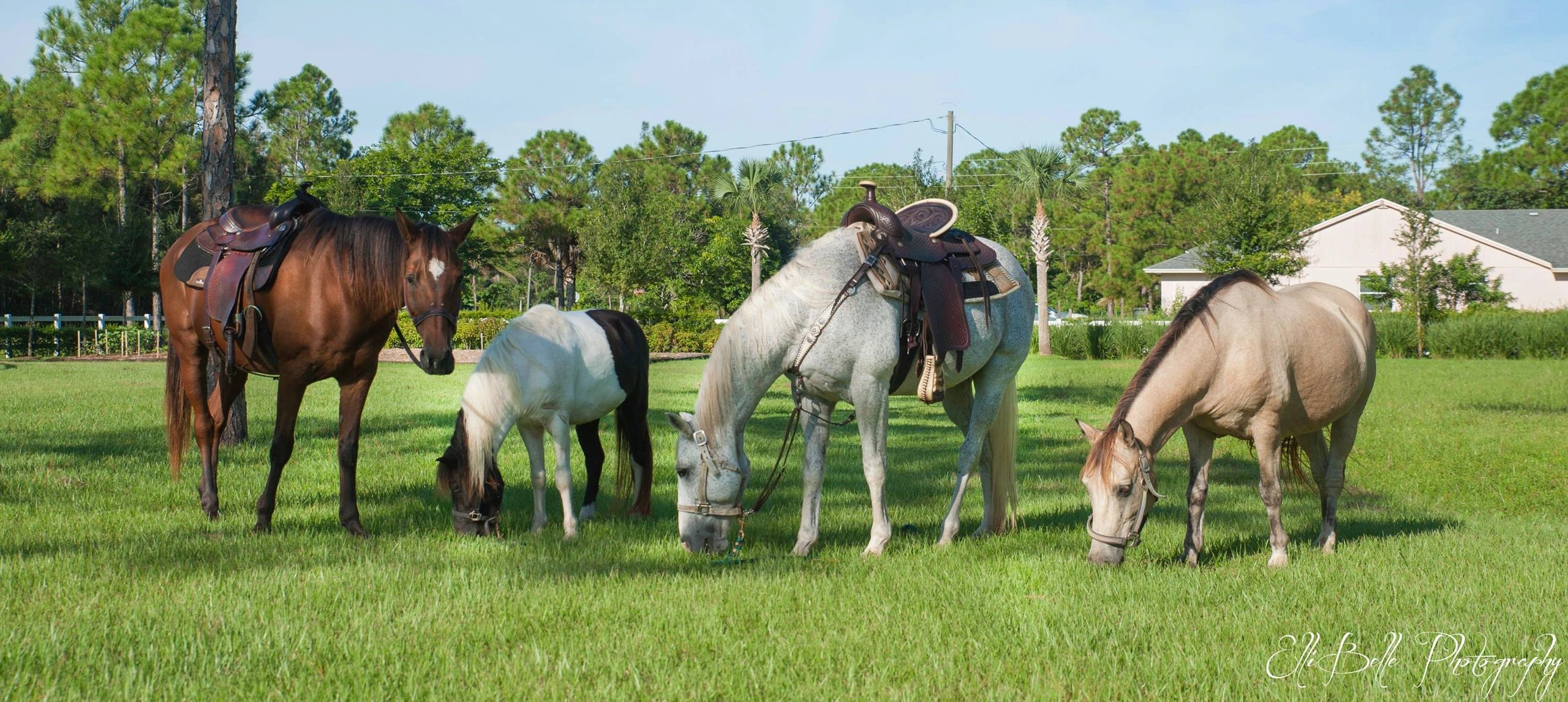 Horses That Help